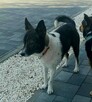 Odebrany z piekła MAILO pragnie dobrego człowieka ! - 5