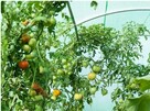 TUNEL foliowy OGRODOWY zielony UV4 3x2x2m 6m2 - *Promocja!* - 2