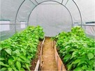 TUNEL foliowy OGRODOWY zielony UV4 3x2x2m 6m2 - *Promocja!* - 6