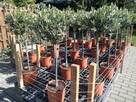 Drzewka oliwne - 3