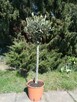 Drzewka oliwne - 1