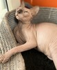 Adopcja 3 koty 1-3l , Czarna Pointka Sphynx i Bambino️ toy - 8