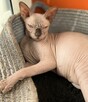 Adopcja 3 koty 1-3l , Czarna Pointka Sphynx i Bambino️ toy - 4