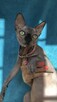 Adopcja 3 koty 1-3l , Czarna Pointka Sphynx i Bambino️ toy - 10