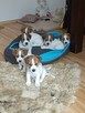 Jack Russell Terrier- szczenięta sprzedam - 3