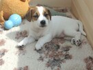 Jack Russell Terrier- szczenięta sprzedam - 2