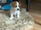 Jack Russell Terrier- szczenięta sprzedam - 4
