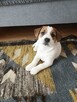 Jack Russell Terrier- szczenięta sprzedam - 5