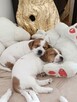 Jack Russell Terrier- szczenięta sprzedam - 6