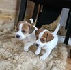Jack Russell Terrier- szczenięta sprzedam - 8