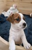 Jack Russell Terrier- szczenięta sprzedam - 7