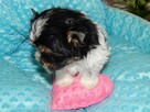 *** Yorkshire Terrier Biewer - Zapraszamy *** - 3