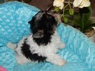 *** Yorkshire Terrier Biewer - Zapraszamy *** - 1