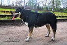 Zoya - skrzywdzona, młoda suczka szuka kochajacego domu - 5