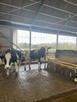 Superwydajne krowy mleczne Holstein 1-2 laktacja. Do 15000kg - 2