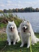 Wyjątkowe szczenięta- samoyed - 4