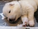 Wyjątkowe szczenięta- samoyed - 5