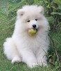 Wyjątkowe szczenięta- samoyed - 3