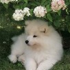 Wyjątkowe szczenięta- samoyed - 8