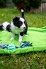 Border Collie szczeniaki pies blue merle suczka czarno biała - 5
