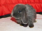 Samczyki mini lop - 5