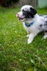 Border Collie szczeniaki pies blue merle suczka czarno biała - 4