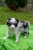 Border Collie szczeniaki pies blue merle suczka czarno biała - 3