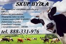 Skup bydła - 2