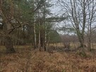 Działki budowlane nad morzem przy lesie - 7