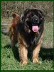 Leonberger - 2