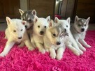 Husky Siberian- doskonały rasowy piesek gotowy do odbioru - 5