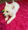 Husky Siberian- doskonały rasowy piesek gotowy do odbioru - 1