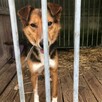 Bryś do adopcji - 7