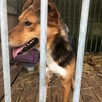 Bryś do adopcji - 4