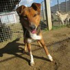 Bryś do adopcji - 2