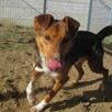 Bryś do adopcji - 3