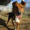 Bryś do adopcji - 9