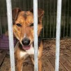 Bryś do adopcji - 5