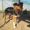 Bryś do adopcji - 6