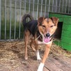 Bryś do adopcji - 8