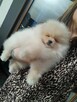 Szpic Pomeranian - 3