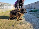 Hektor do adopcji - 2
