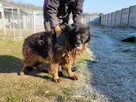 Hektor do adopcji - 4