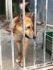 Młodziutki LUIS pilnie szuka serca, które go pokocha - 9