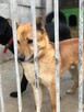 Młodziutki LUIS pilnie szuka serca, które go pokocha - 12