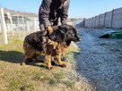 Hektor do adopcji - 3