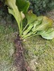 Nadwyżki roślin z ogrodu - 2