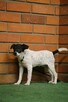 Jack Russel Terrier - 4