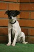 Jack Russel Terrier - 3