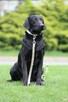 Labrador czarny - suczka - 3